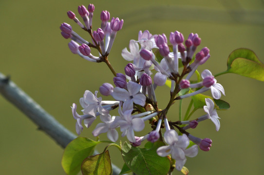 丁香花