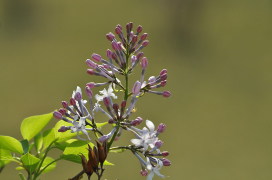 丁香花