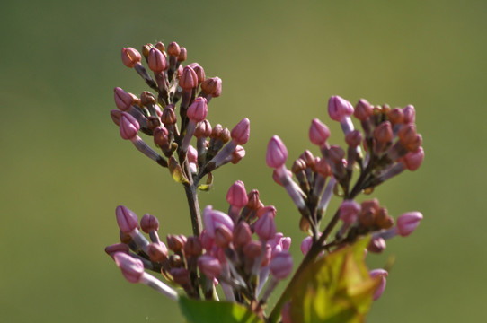 丁香花