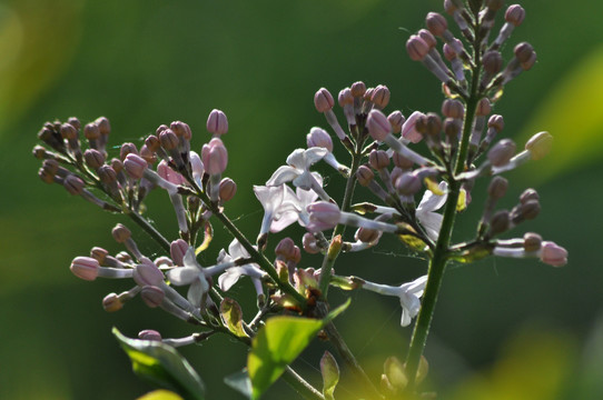 丁香花