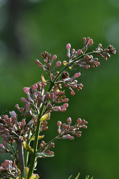 丁香花