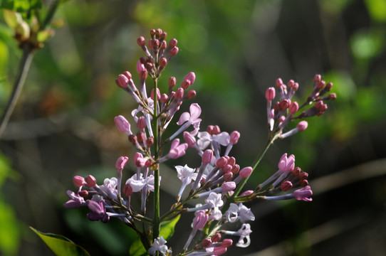 丁香花