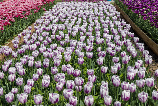 郁金香花海