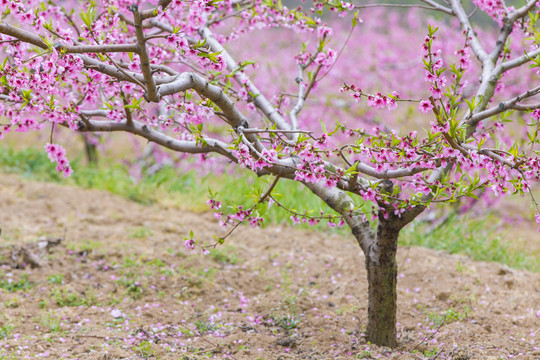 桃花