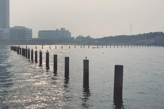 青岛海水浴场夕阳下的海鸥