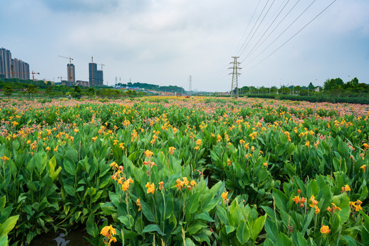 南宁那考河湿地公园美人蕉花海