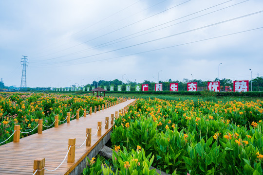 南宁那考河湿地公园美人蕉花海