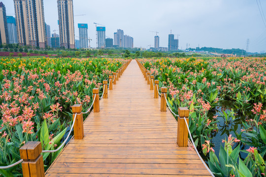 南宁那考河湿地公园美人蕉花海