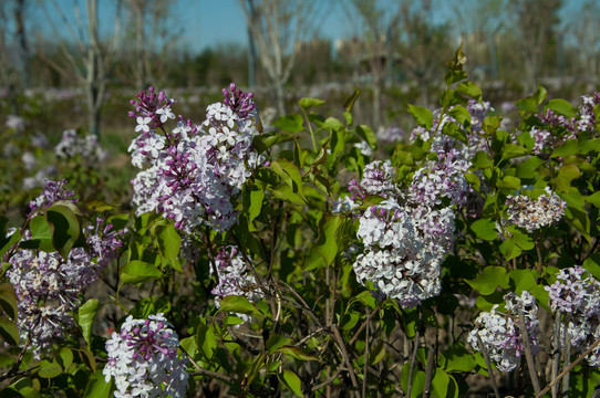 丁香花