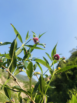 蓝天下的紫色小花