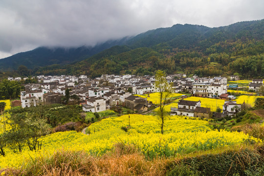 婺源庆源古镇油菜花