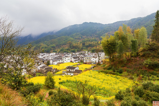 婺源庆源古镇油菜花