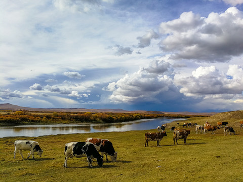 秋季额尔古纳河湿地牛群