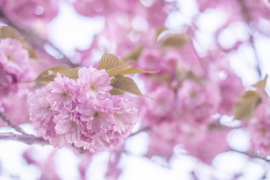 樱花