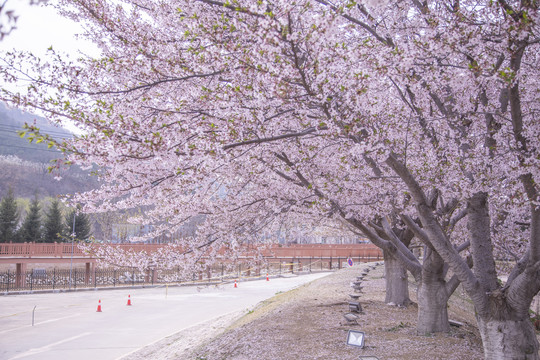 大连旅顺龙王塘樱花园