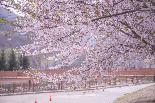 大连旅顺龙王塘樱花园