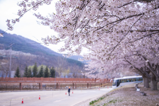 大连旅顺龙王塘樱花园