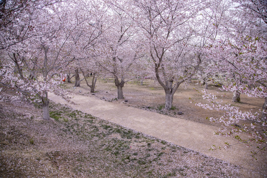 大连旅顺龙王塘樱花园