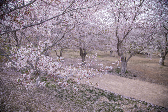 大连旅顺龙王塘樱花园