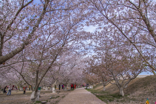 大连旅顺龙王塘樱花园