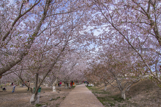 大连旅顺龙王塘樱花园