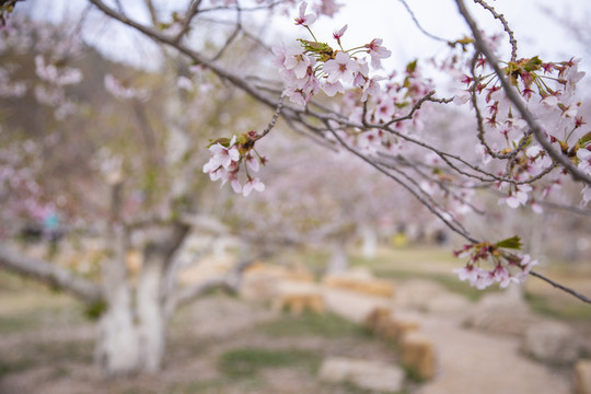 大连旅顺龙王塘樱花园