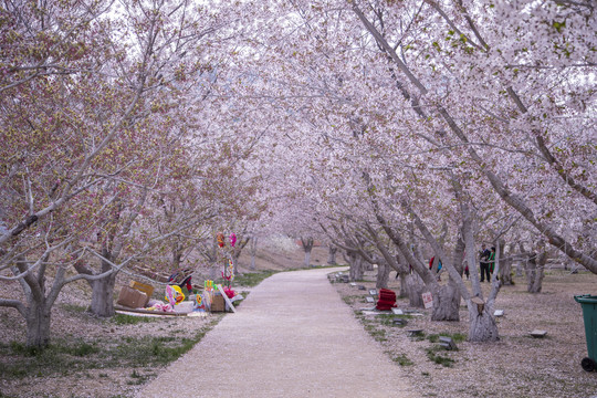 大连旅顺龙王塘樱花园