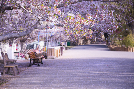 大连旅顺龙王塘樱花园