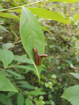 吃树叶的虫