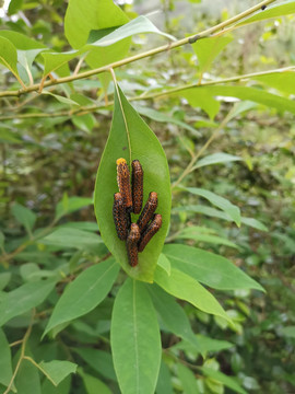 一堆吃树叶的肉虫