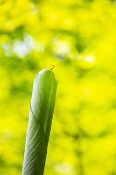 阳光下的芭蕉叶