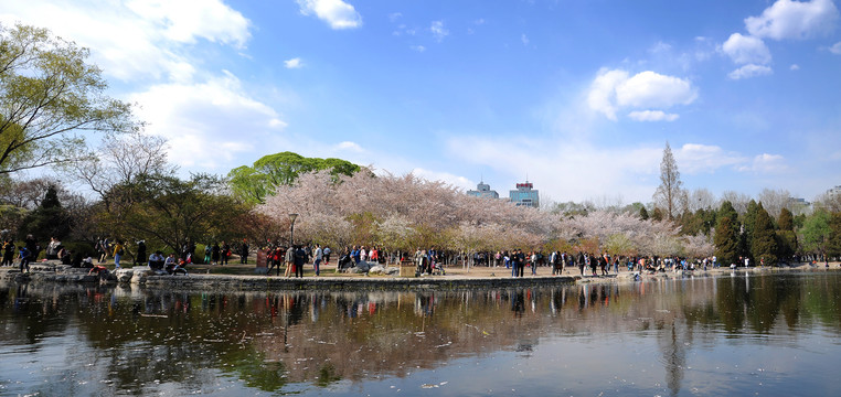 岸上樱花湖色春