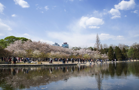 一岸樱花