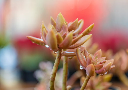 多肉植物铭月