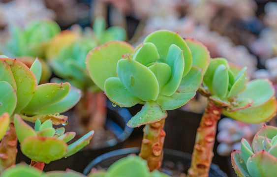 草本植物多肉