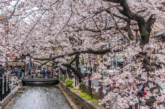 日本京都祗园路边盛开的樱花