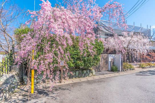 日本京都嵯峨岚山街道旁盛开的樱