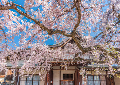 日本奈良民宅前盛开的樱花树