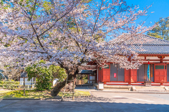 日本奈良公园大华寺建筑风景