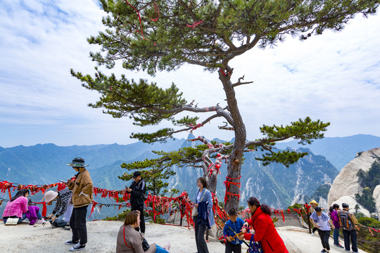 华山松树