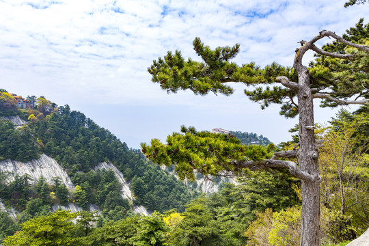 华山松树