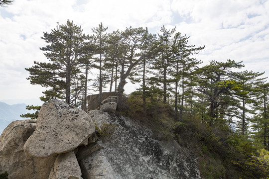 华山松树