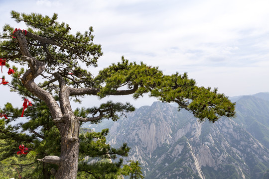 华山松