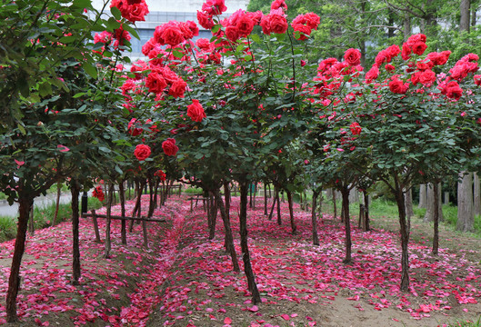 月季花瓣似红地毯