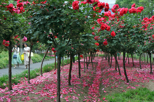 月季花瓣似红地毯