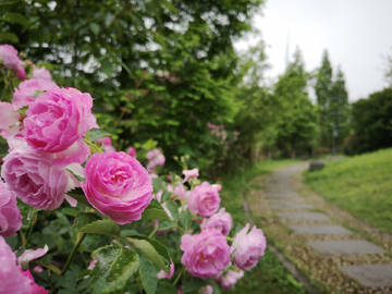 蔷薇花开 公园一角