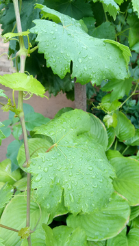 雨后葡萄树叶