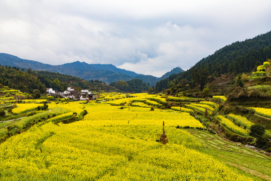 婺源汪槎油菜花