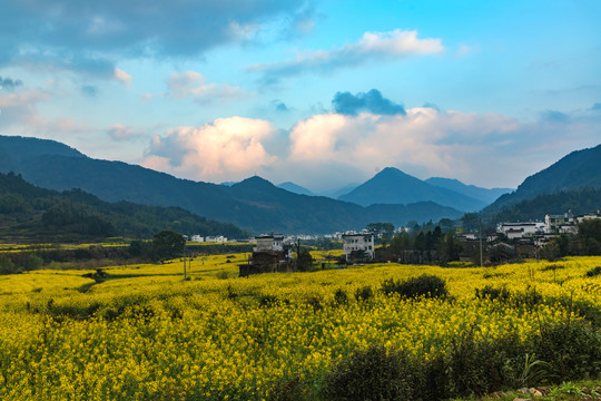 婺源油菜花