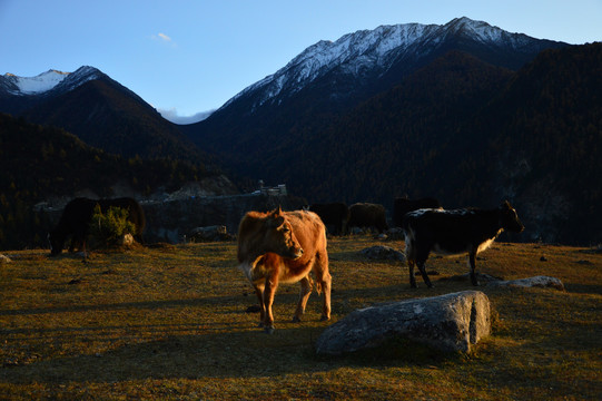 夕阳下的牛